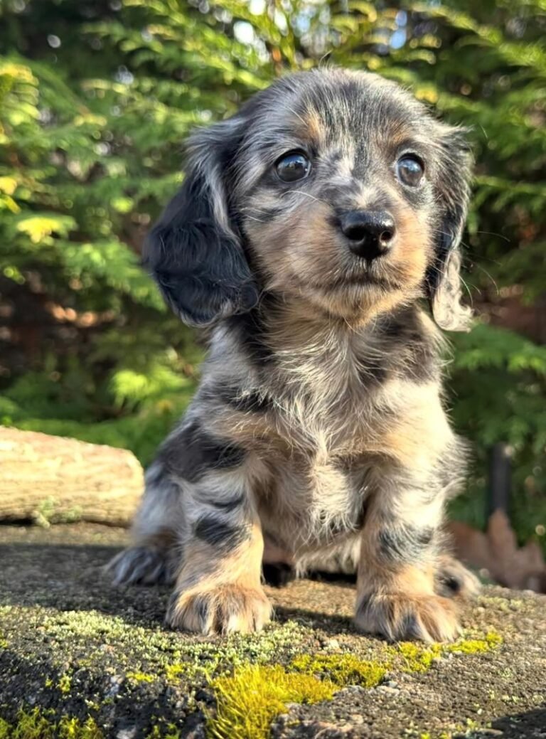 daschund puppy