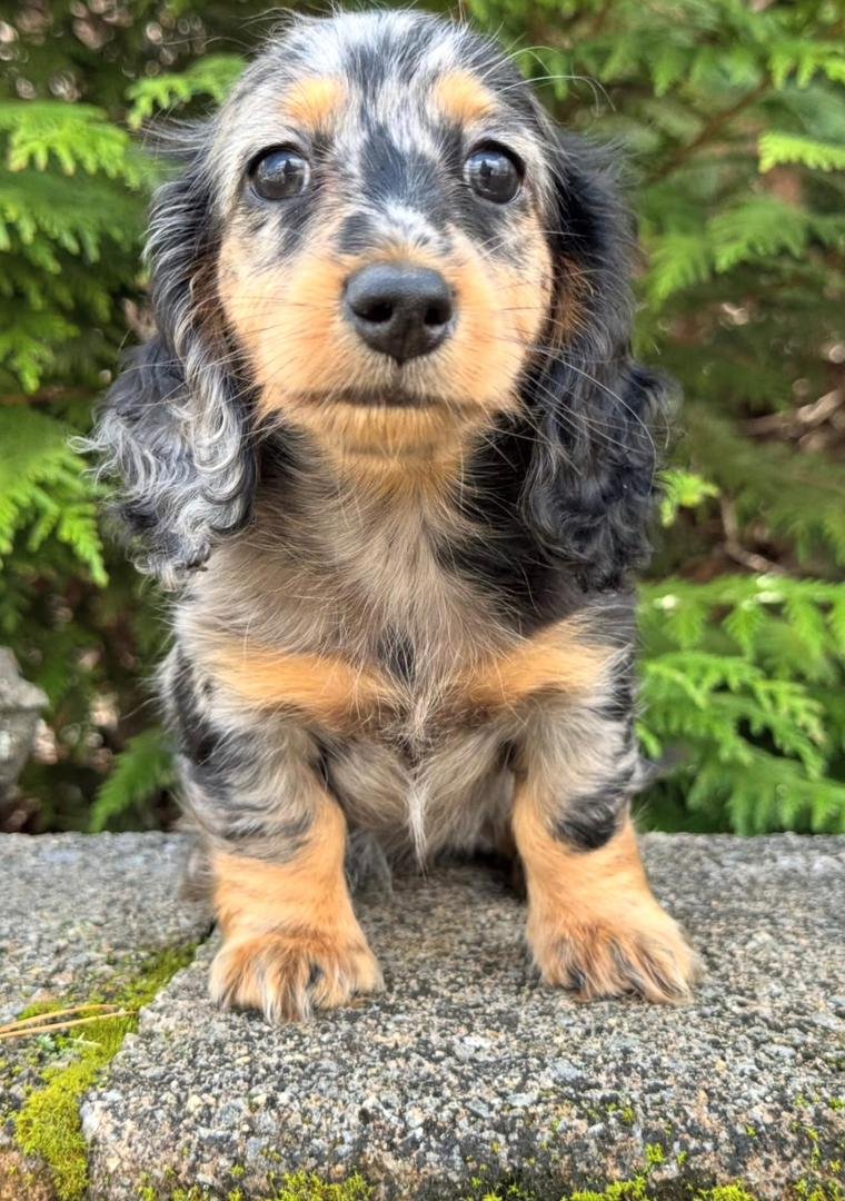 daschund puppy